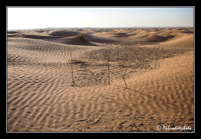 120 Et toujours ce magnifique spectacle de dunes dans un silence absolut
